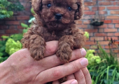 Toy Poodle Mini Yavrular